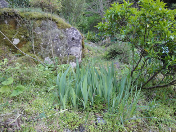 こちらは株分けして移植したアヤメ。2本ほど花芽が付いている。