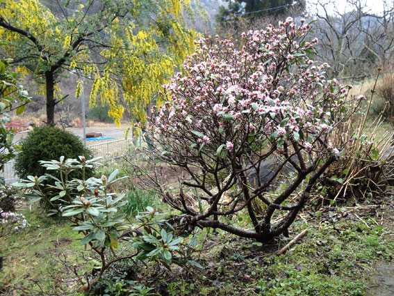 沈丁花その2