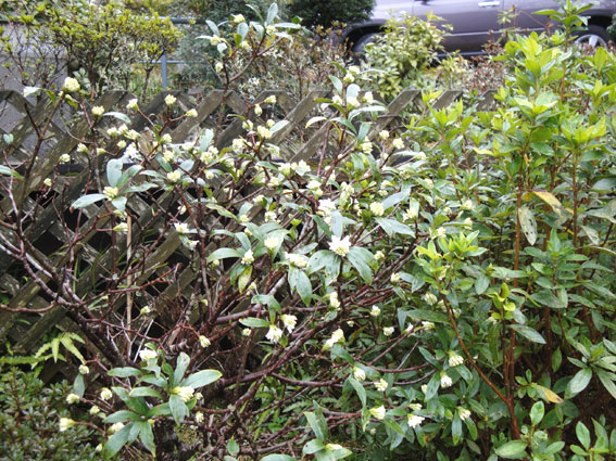 沈丁花その3