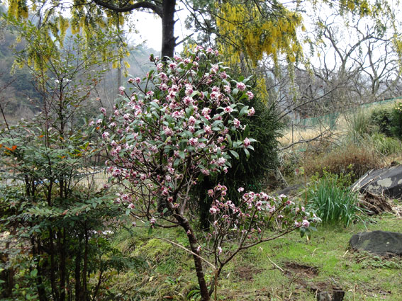 沈丁花その4