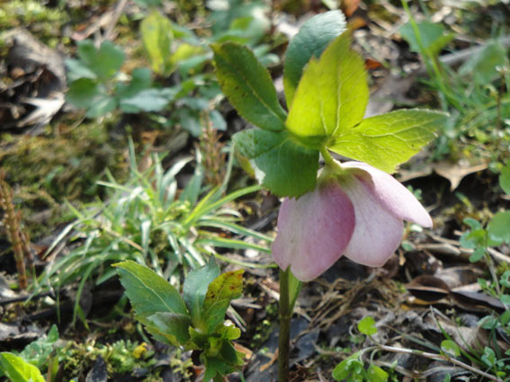 一輪だけだが気が付かない内に咲いていた。