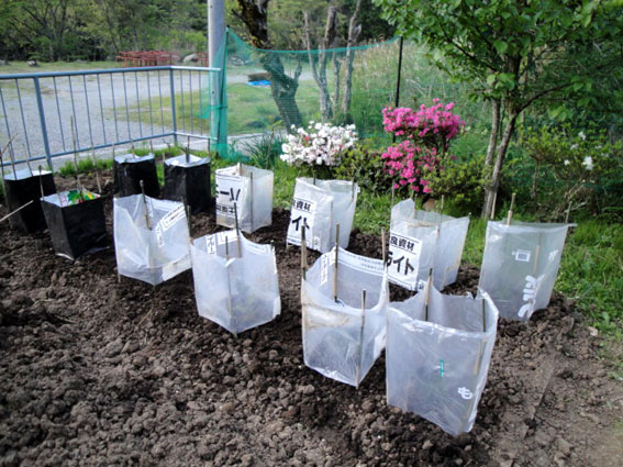 茄子とミニトマトは近隣農家の真似をして行燈がけにした。