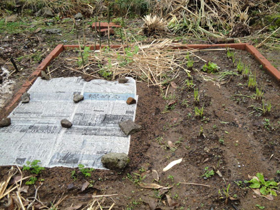 雨が降り続いているが乾燥するより良いと思う。