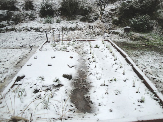 あっという間に冬に逆戻りした菜園。