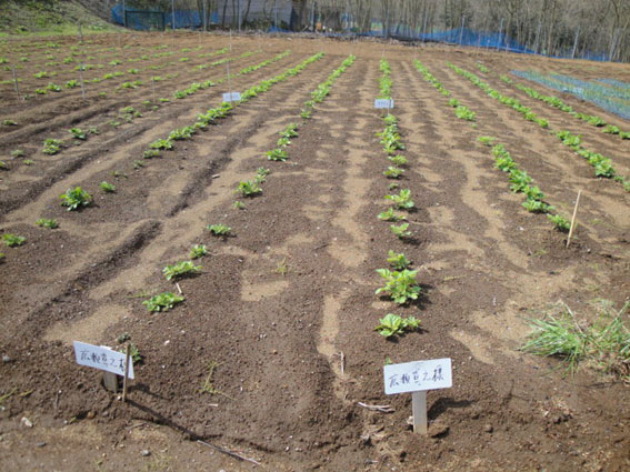 ジャガイモのオーナー区画