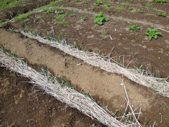 長ネギの生育状況