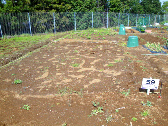 59番地の菜園はまだ半分残っている。