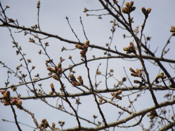 良く見ると花芽が色付き今にも開花しそう。