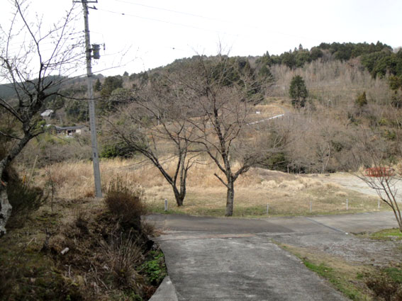入口に立つ二本の吉野桜