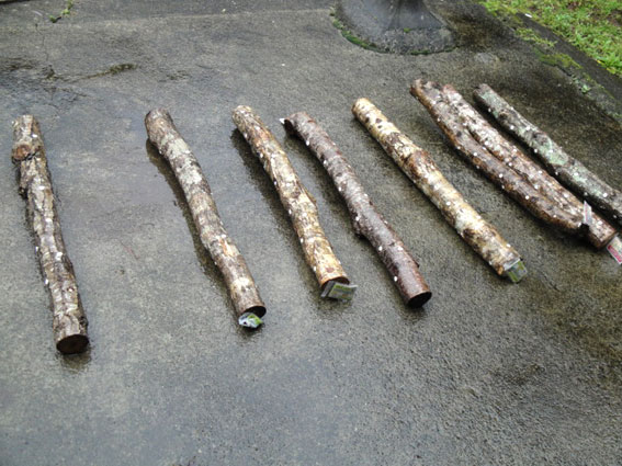 残りの8本はテラスに並べて雨に晒すことにした。