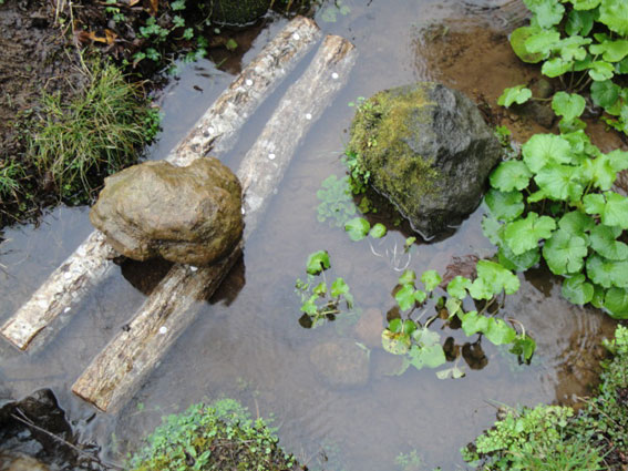 沢の中に浸けこんだ2本の椎茸原木。お隣は最近植えたばかりの山葵である。
