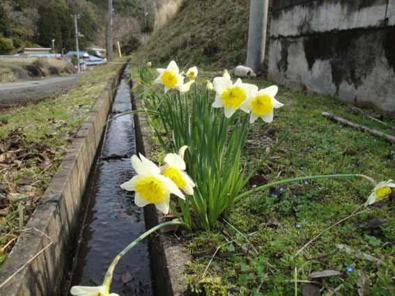 水路脇に咲く水仙