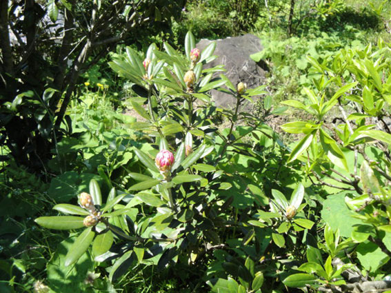 こちらは正規の咲き方だが花はこれからだ