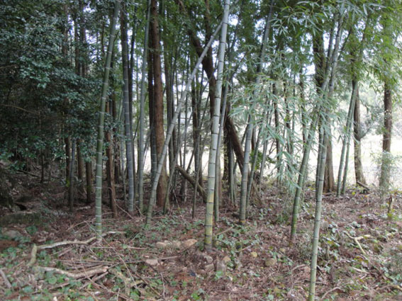 北又川沿いの竹林 : 拙亭から徒歩で1分程度の場所である。
