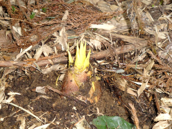 なかなか見つけずらい。猪は地表に顔を出す前に掘りあてるらしい