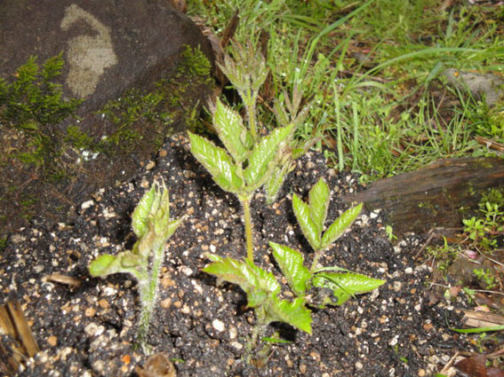 今年はウドの大木にならないようにしたい。