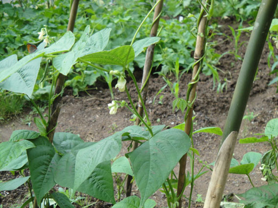 蔓インゲンの花