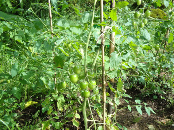 ミニトマトの実。